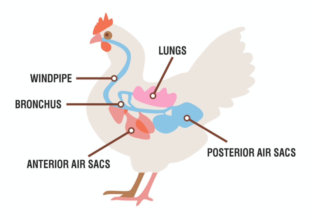 Guide to Improve Poultry's Respiratory Health Phytogenic Mint ...